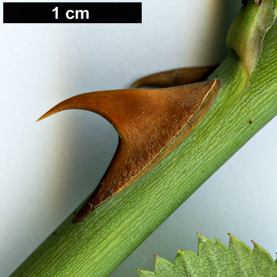 High resolution image: Family: Rosaceae - Genus: Rosa - Taxon: corymbifera - SpeciesSub: var. aemoniana